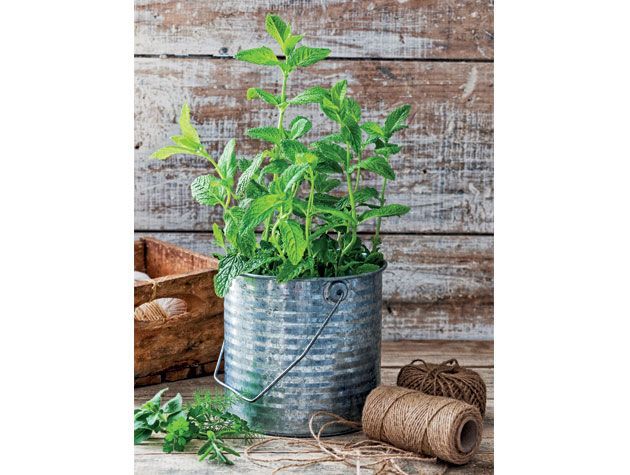 在木凳上的银色锡植物罐中种植了你的植物