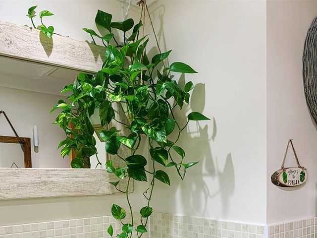 魔鬼的常春藤植物在浴室 -  Goodhomesmagazine.com