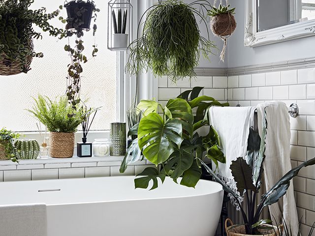 Dobbies植物室内植物浴室 -  Goodhomesmagazine.com