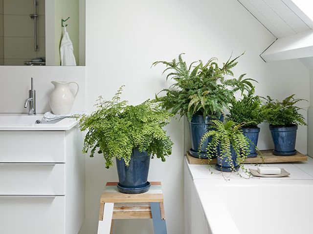 浴室里的蕨类植物- goodhomesmagazine.com