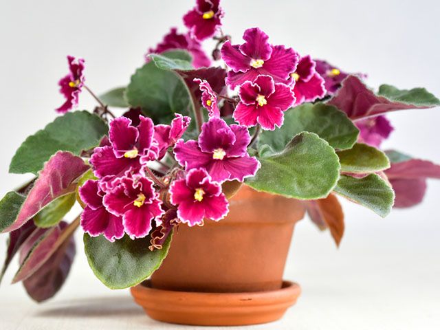 非洲紫罗兰——根据你的星座灵感——goodhomesmagazine.com，最适合你的室内植物