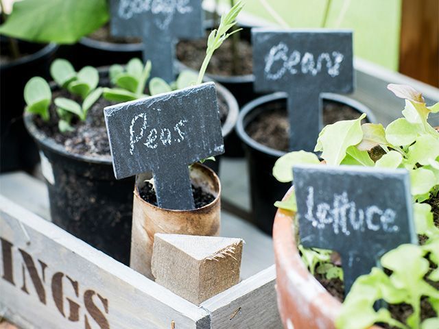 在温室中种植蔬菜-温室如何帮助你自己的蔬菜花园- goodhomesmagazine.com