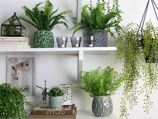 架子上的室内植物-根据你的星座-灵感- goodhomesmagazine.com为你最好的室内植物