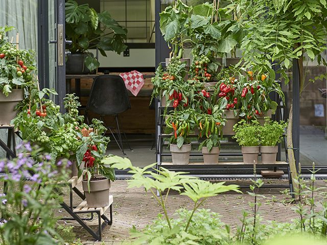 joyofplants garden vegetables gorw your own peppers - garden - goodhomesmagazine.com