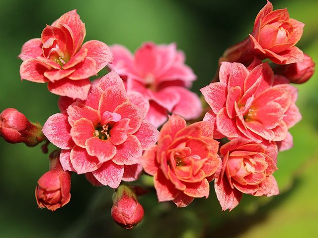 卡兰鳀粉植物- 5种最好的提升情绪的室内植物-灵感- goodhomesmagazine.com