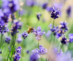 蜜蜂降落在花园里的薰衣草上
