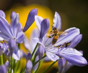紫花与蜜蜂-如何使您的花园生态友好-花园- goodhomesmagazine.com