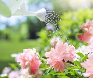 喷壶 - 如何保护您的花园免受热浪 - 花园 -  Goodhomesmagazine.com