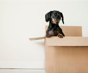 在移动箱中的香肠狗 -  8房子在科迪德期间移动尖端 - 灵感 - 博爱博伊斯Magazine.com