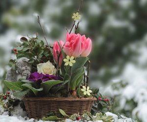 冬季花园现场 - 盛开的冬季花园的9种最佳花朵 - 花园 -  Goodhomesmagazine.com