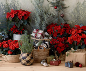 圣诞树和圣诞红的礼物- goodhomesmagazine.com