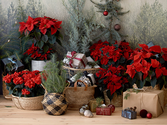 圣诞树和礼物一品红植物- goodhomesmagazine.com