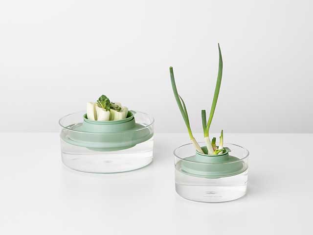 在玻璃培养皿中生长的葱茎——父亲节——Goodhomesmagazine.com