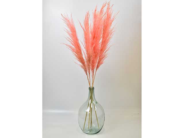 透明花瓶中的珊瑚色潘帕斯草原，白色背景